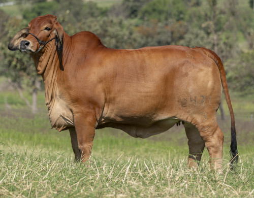 CGSG Srita Taray 2471/3 IA