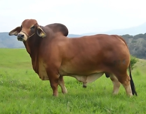 Mr. H Albertazzi Rojo 315/2