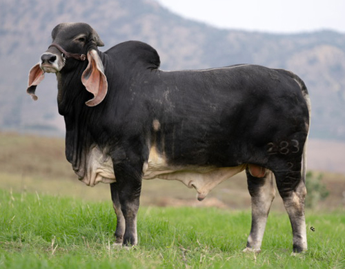 CGSG Lancelot 283/2 TE