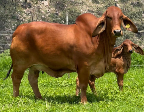 CGSG Esmeralda 2387/2 TE