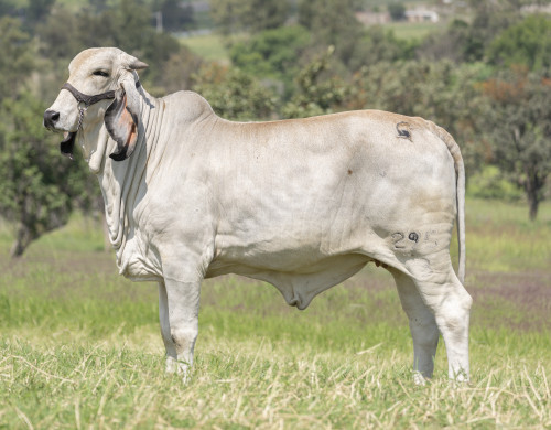 CGSG Angelita 295/3 IA