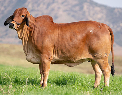 CGSG Srita Taray 2330/1