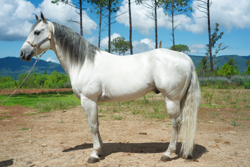 Seven S Chili Pepper