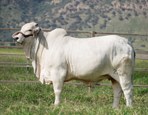 CGSG Dalia del Taray FIV 2214/0