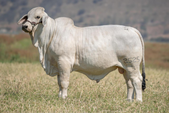 CGSG JD del Taray TE 2525/3