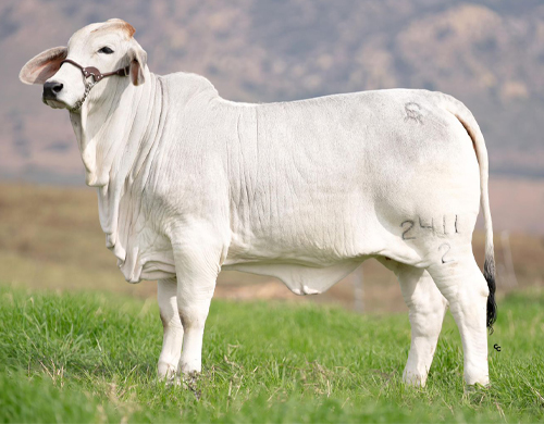 CGSG Cometa del Taray 2411/2 IA