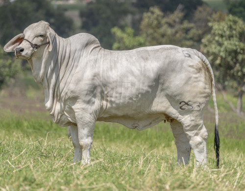 CGSG SRITA TARAY 2537/4