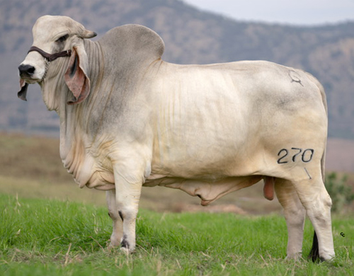 CGSG Sr. Taray 270/1 TE