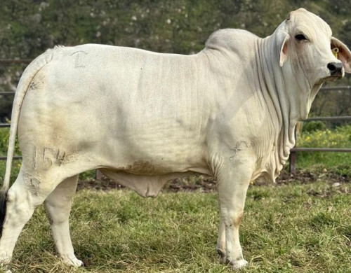 JDH NELLIE MANSO 154/9