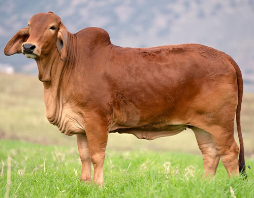 HK MS Massive 245 TE