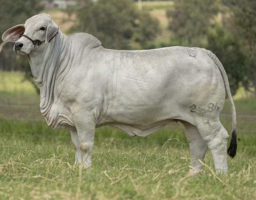 CGSG ESCOCIA DEL TARAY 2586/4