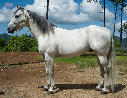 Seven S Chili Pepper