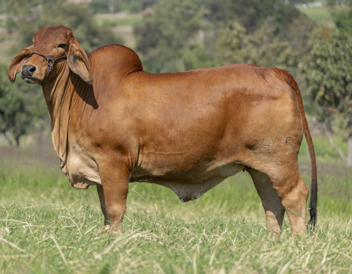 CGSG SRITA TARAY 2455/3 TE