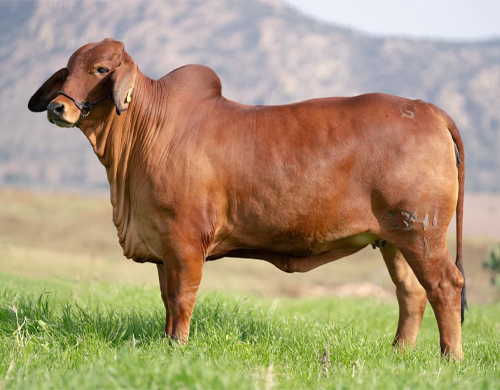 CGSG Daniela TE 2341/1