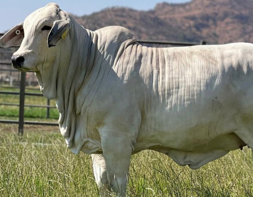 Lady H Melanie Manso 587 TE