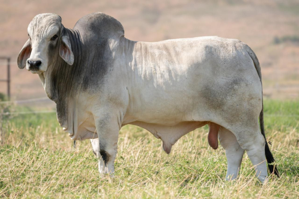 JDH Trevon Manso 661/9