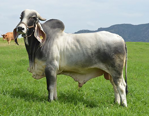 CGSG Sr. Taray 183/3