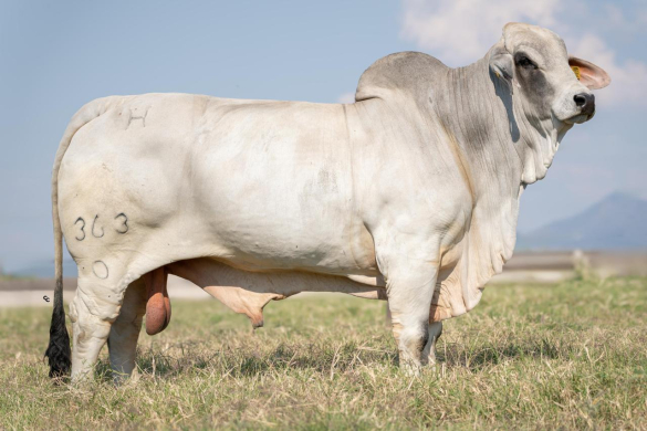 Mr. H Higland Manso 363 TE