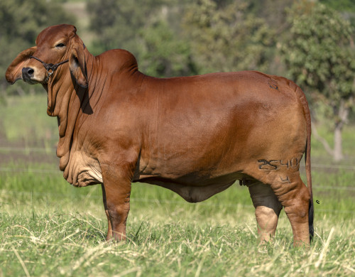 CGSG DANIELA 2540/4 TE