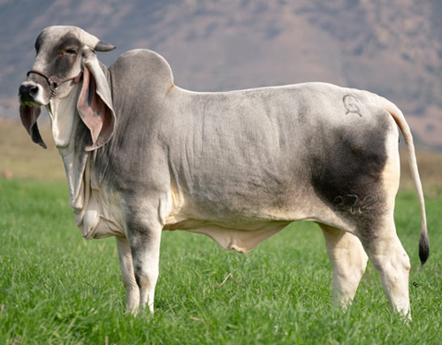 CGSG Srita Taray 272/1 TE