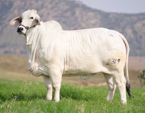 CGSG Coatlicue TE 2319/1