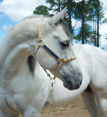 Seven S Chili Pepper